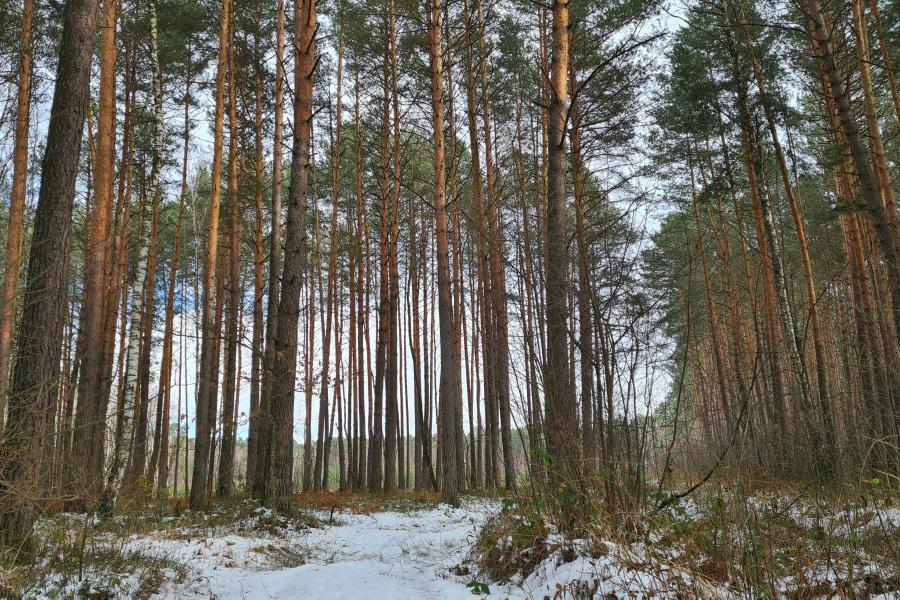 Action plan combats dieback of pine forests in Belarus and Ukraine
